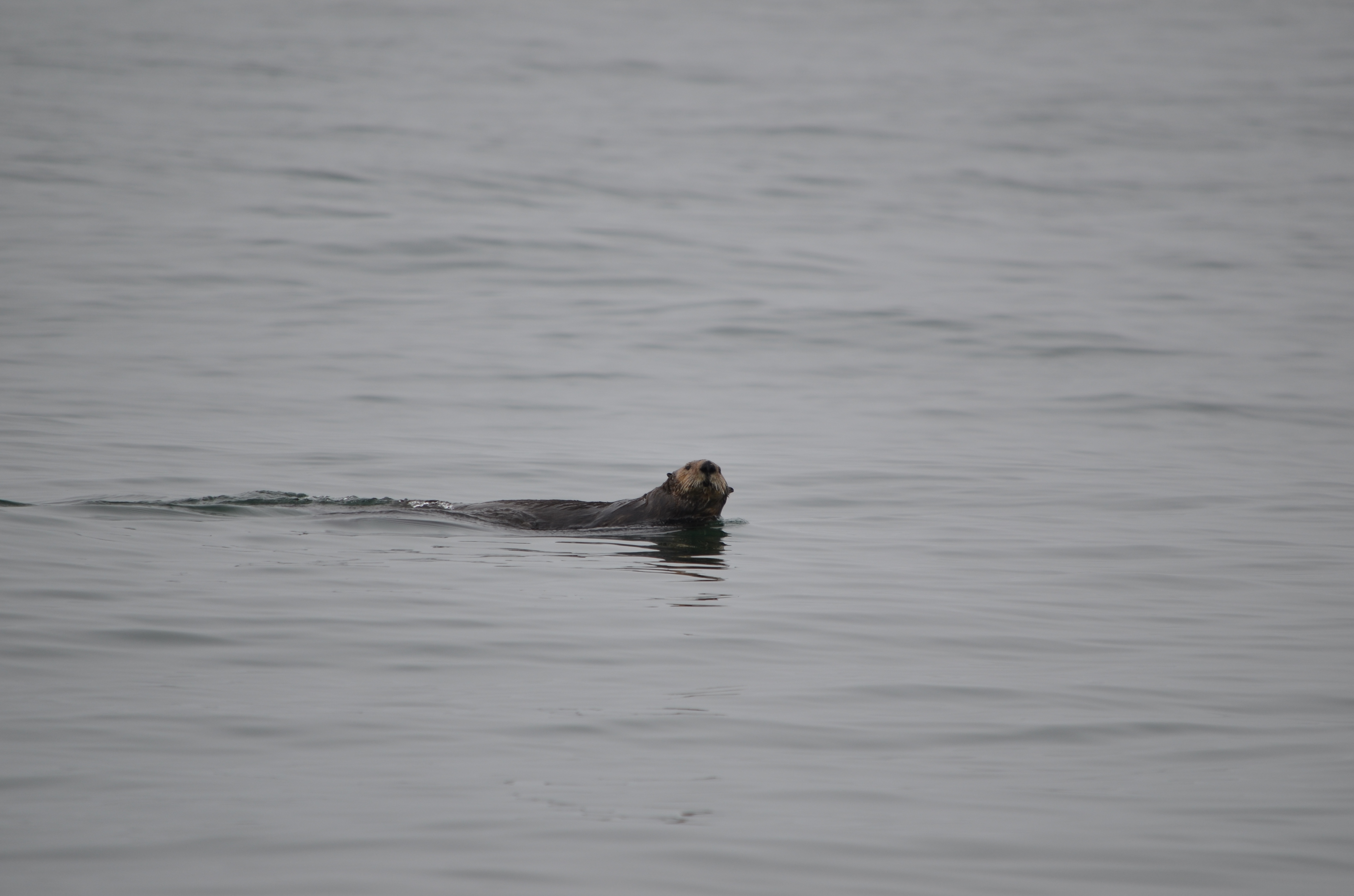 photos/wildlife/Mammal_Species/Sea Otter/DSC_0335.JPG